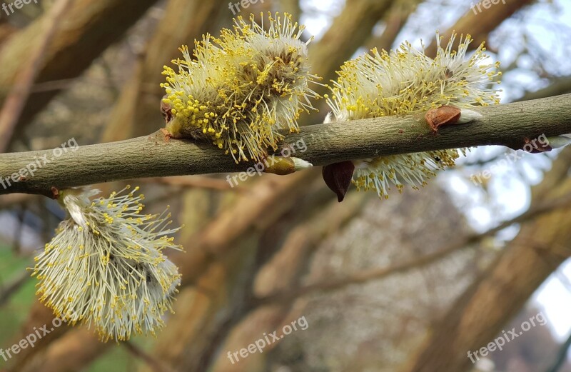 Willow Catkins Tree Nature Close Up Free Photos