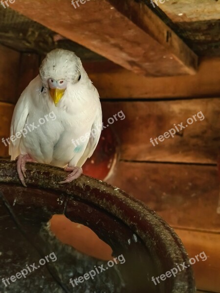 Bird Food Lonely Caged Free Photos