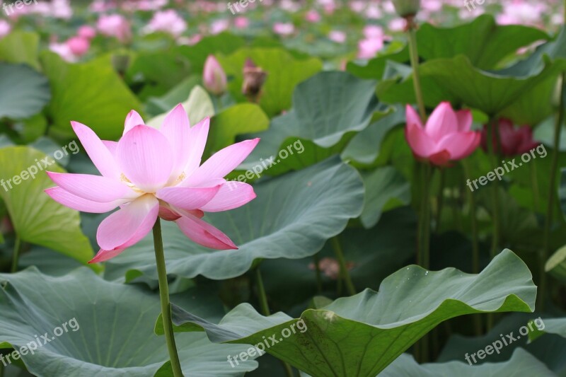 Plants Lotus Aquatic Leaf Flowers