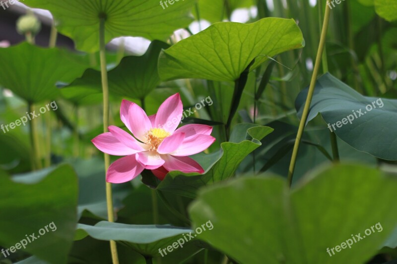 Plants Leaf Flowers Nature Flowering