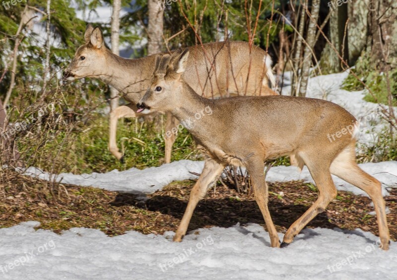 Roe Deer Mammals Wild Animals Nature The Animal Kingdom