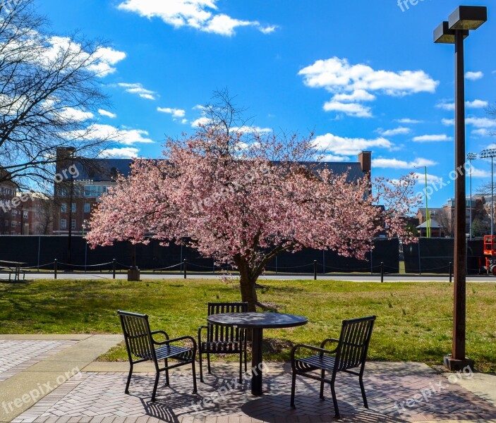 Tree Park Spring Cherry Blossom Campus