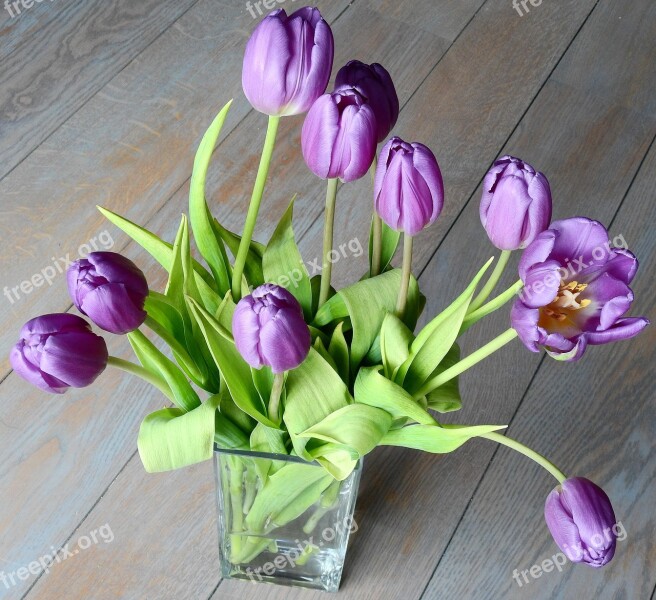 Tulip Easter Nature Flowers Plant