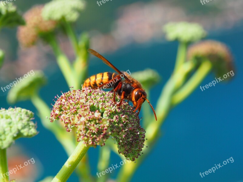 Nature Insect Plant Wing Hornet