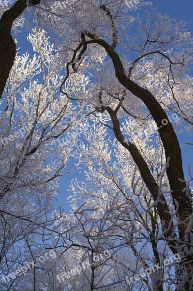 Tree Branch Wood Winter Nature