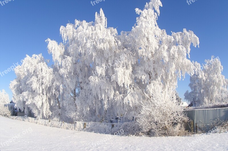 Snow Winter Frost Cold Frozen Tree