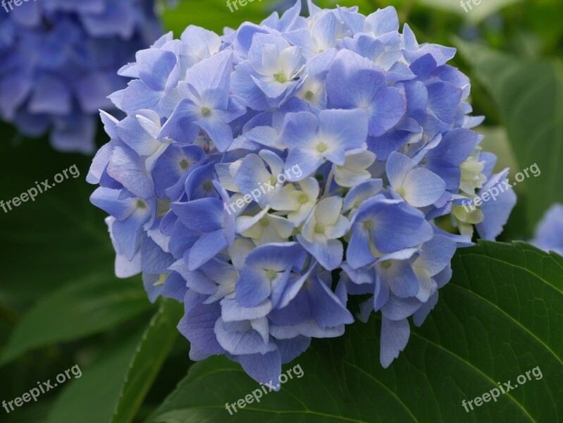 Natural Plant Flowers Leaf Garden