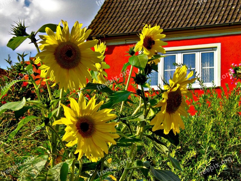 Flower Summer Nature Flora Field