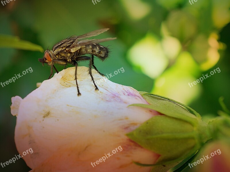 Nature Insect Flower Close Up Garden