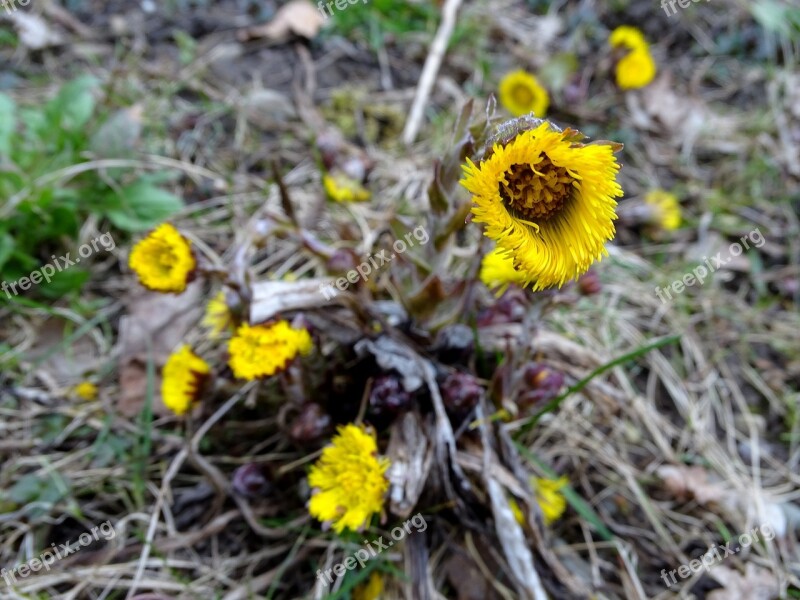 Tussilago Farfara Spring Cough Medicines Spring Flower Yellow