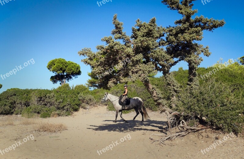 Nature Tree Sky Landscape Desert