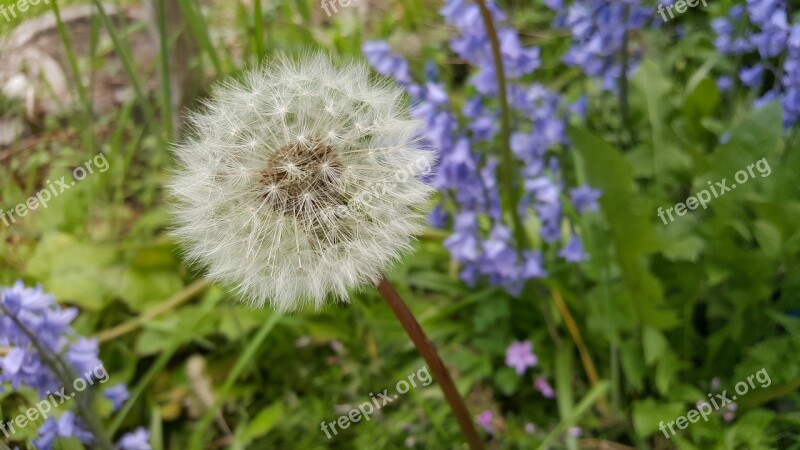 Nature Plant Flower Summer Grass