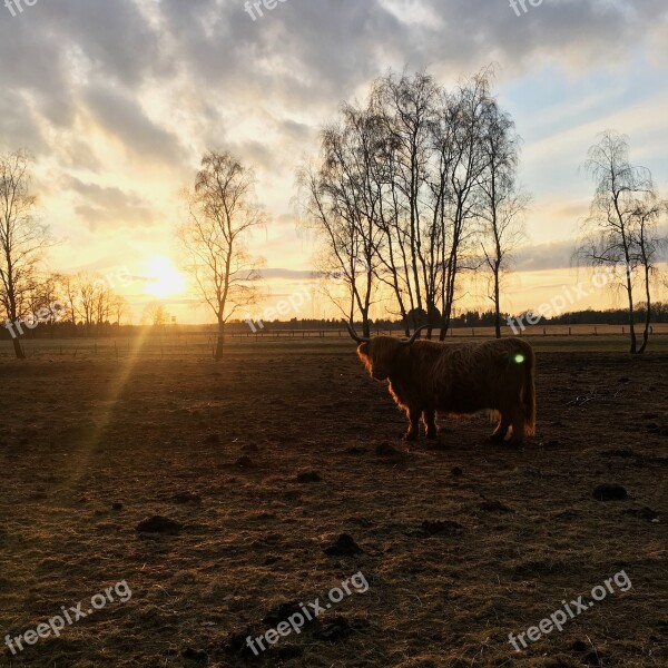 Cattle Cow Mammal Agriculture Animals