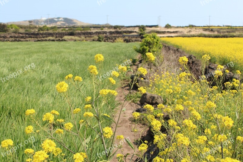 S Flowers Nature Scenery Hayfields