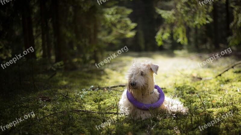 Nature Wood Outdoors Tree Animal