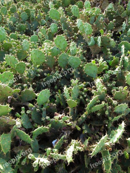 Plant Leaf Nature Succulent Plants Cactus