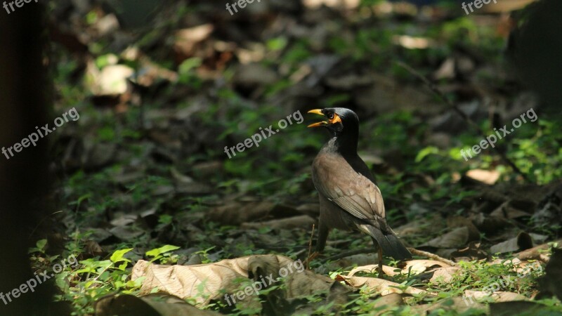 Nature Bird Wildlife Outdoors Wild