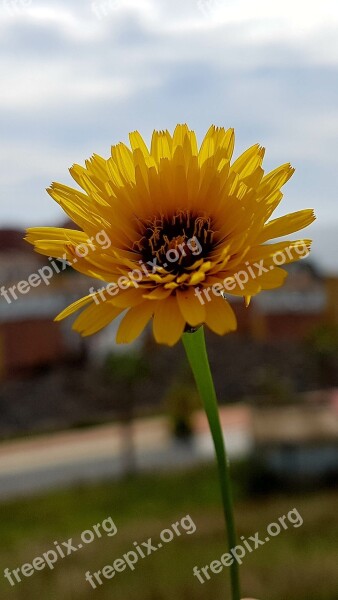 Nature Plant Flower Summer Daisy