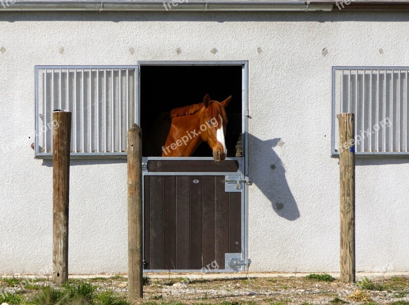 Horse Head Stable Box Shadow