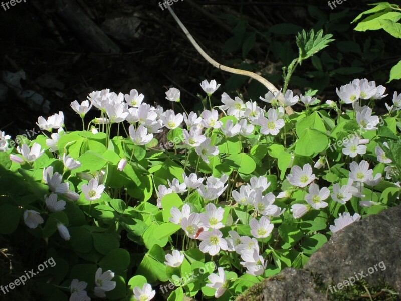 Flower Plant Nature Leaf Woodsorrel