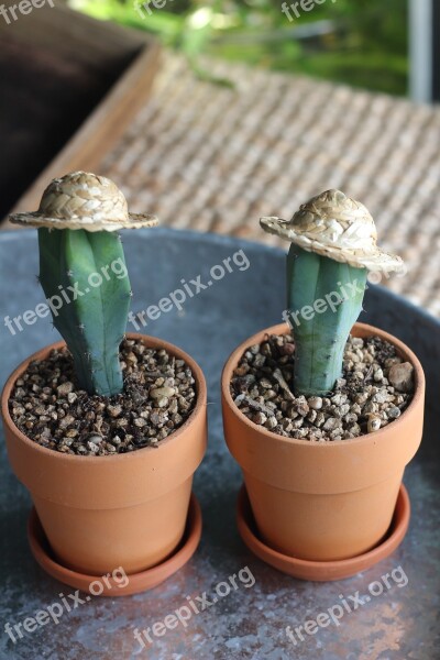 For Your Item Cactus Hat The Author Soil Moisture Air Purification Plants