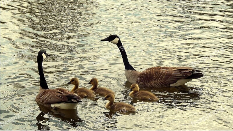 Monolithic Part Of The Waters Birds Nature Swimming Goose Bernikla