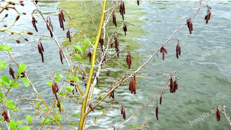 Monolithic Part Of The Waters Nature Plant At The Court Of Foliage