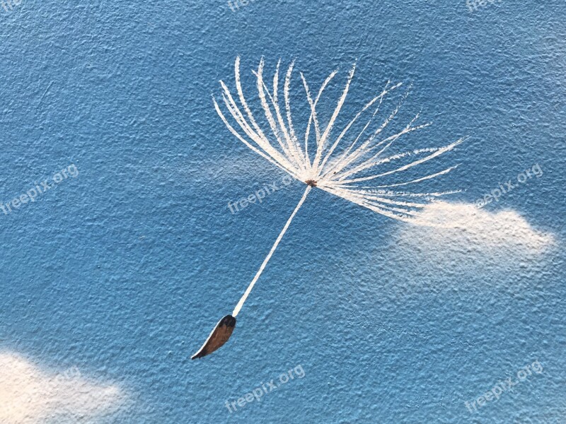 Street Art Sky Nature Athens Dandelion