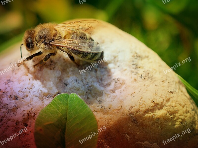 Nature Insect Close Up Animal Small