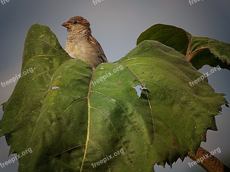 Nature Bird Animal World Leaf Animal