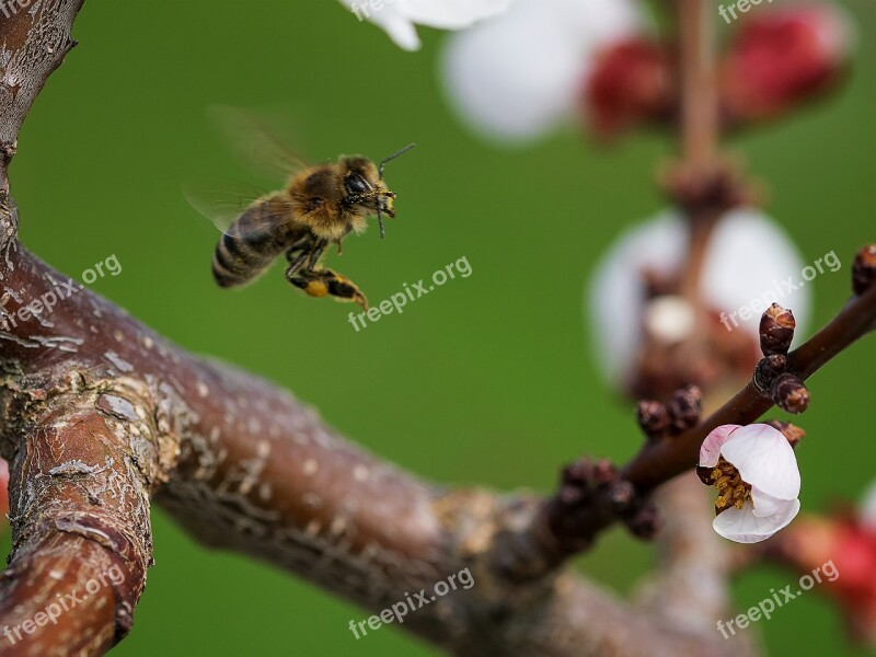 Macro Close-up Photography Landscape Animal World Close Up