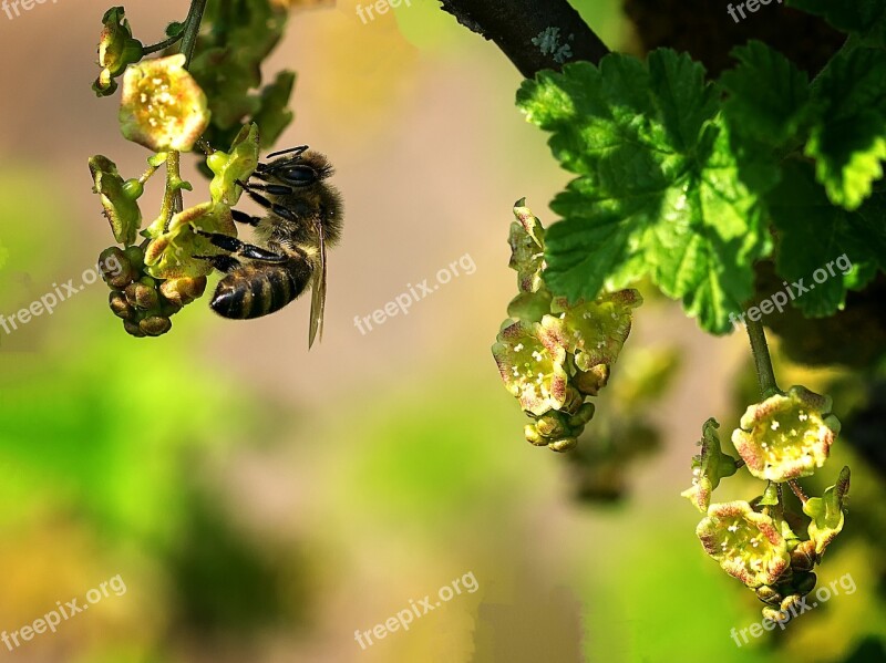 Bee Macro Close-up Photography Landscape Animal World