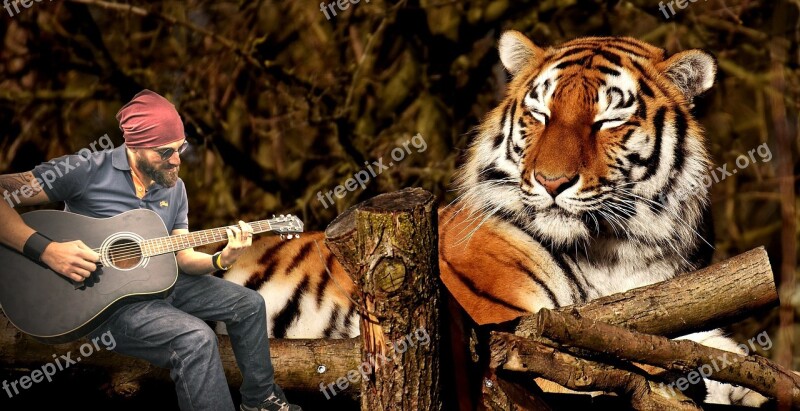 Nature Wild Life Animalia Portrait Guitarrist