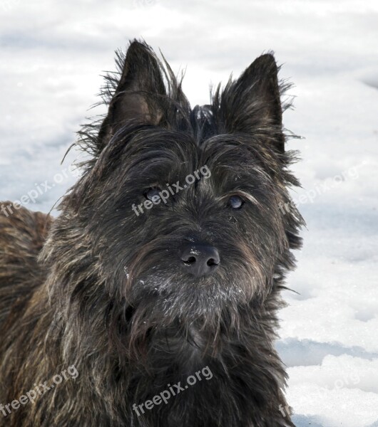 Dog Animal Portrait Mammal Pet