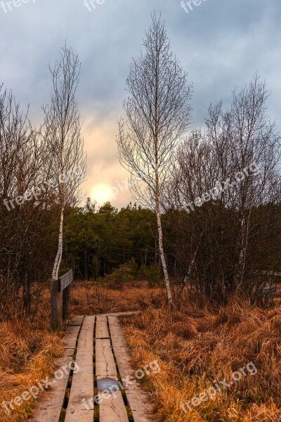 Nature Tree Landscape Sunset Wood