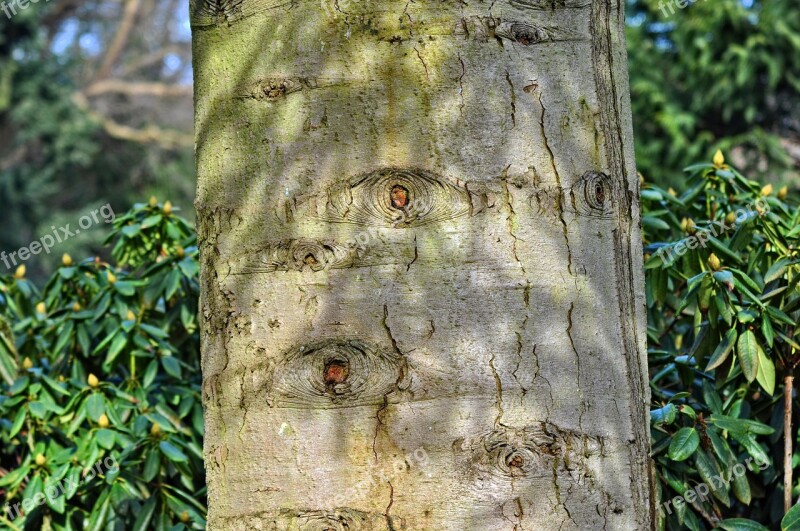 Tree Trunk Tree Trunk Bark Scar