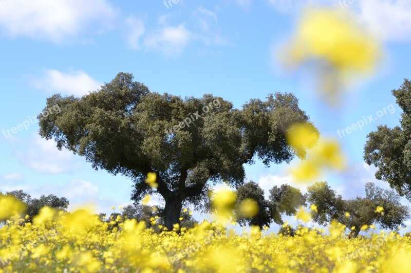 Nature Field Tree Plant Flower