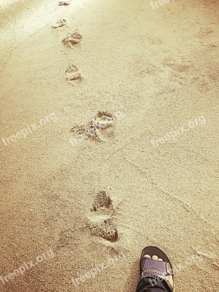 Sand Beach Footprint People Seashore