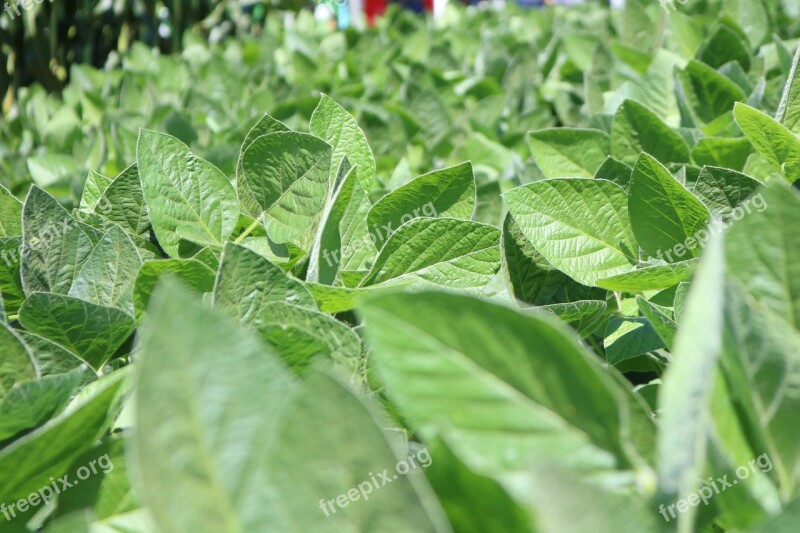 Leaf Plant Vegetable Food Nature