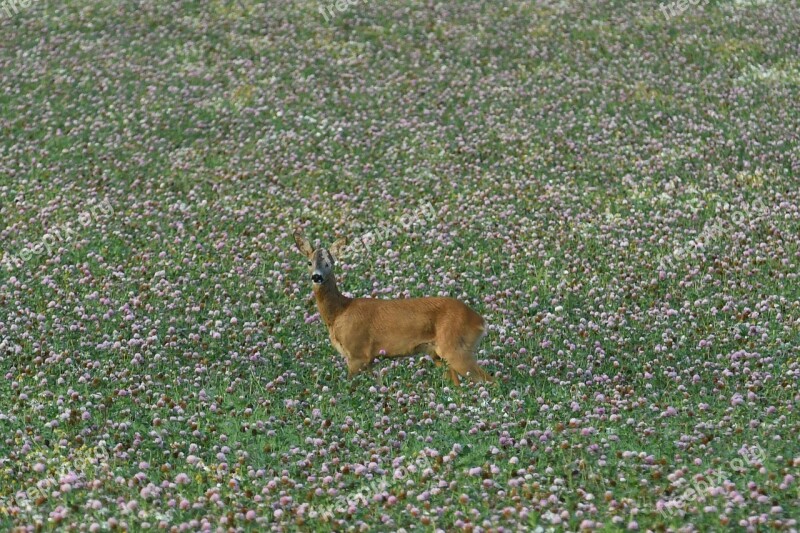 Venison Roebuck Lawn Animals Field