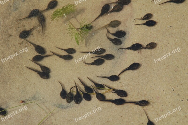 Sand Body Of Water Bank Nature Tadpoles