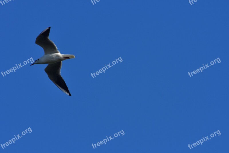 Sky Bird Natural Flight Blue Sky