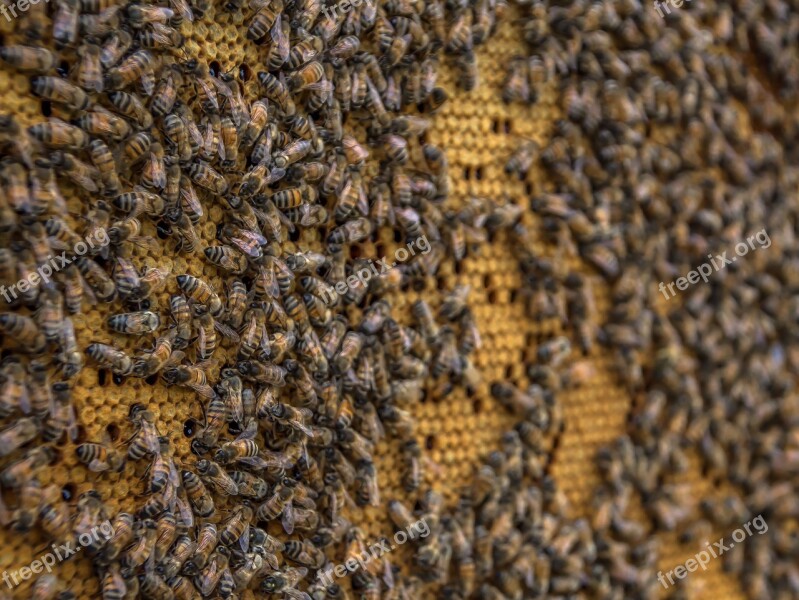 Beehive Bee Honeycomb Beekeeping Wax