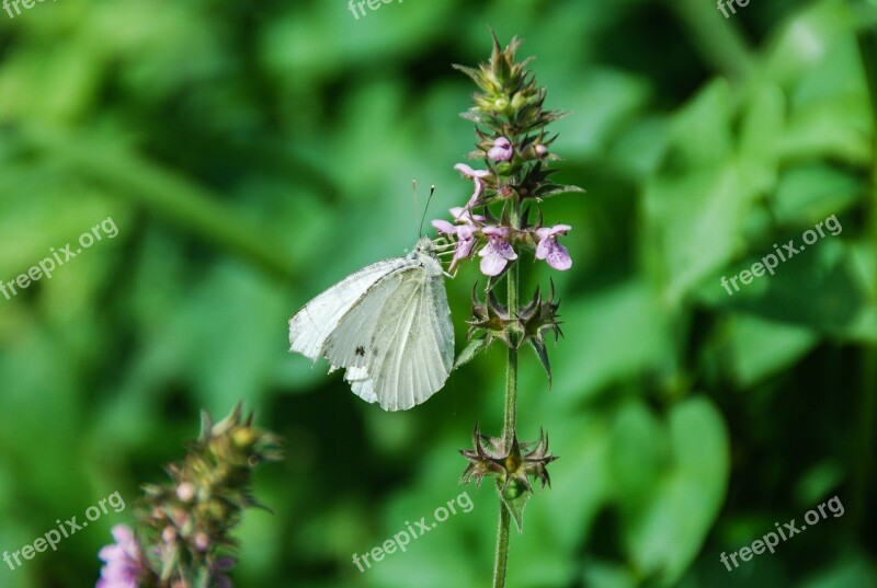 Nature Rhopalocera Outdoors Summer Flower