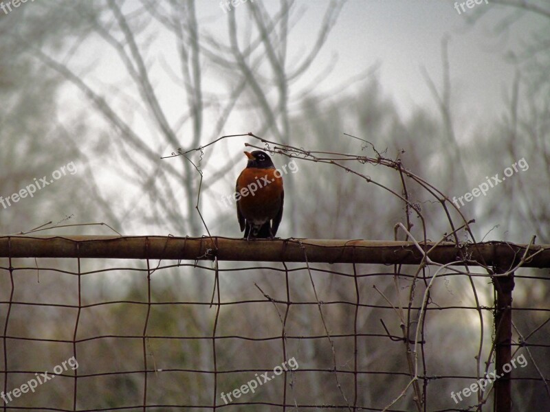 Bird Wildlife Tree Outdoors Winter