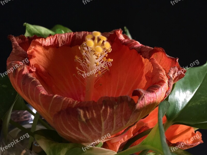 Withered Hibiscus Orange Ibisco Flower Garden