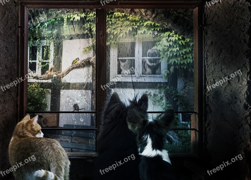 Window Animals Dogs Cat Rainy Weather Neighborhood