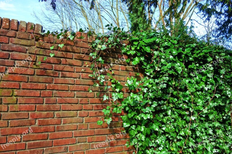 Brick Wall Wall Ivy Creeper Vine