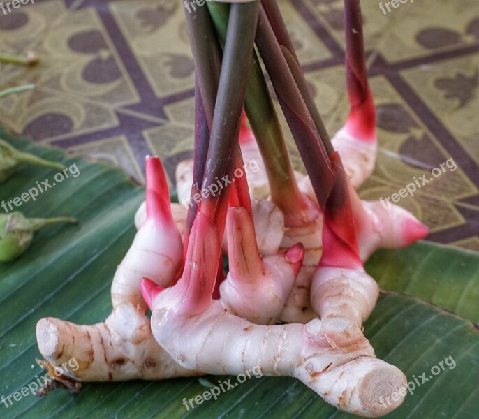 Galangal Herb Ginger Family Spice