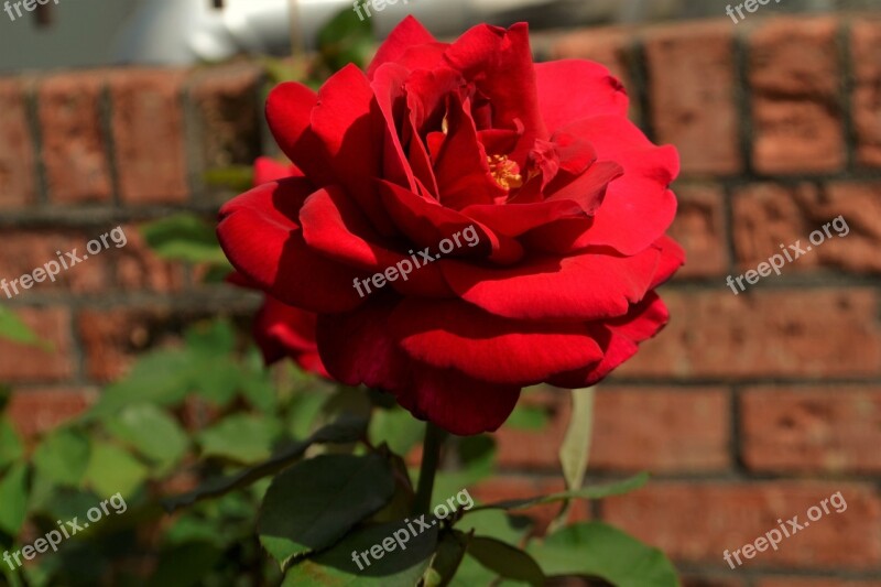 Red Rose Flower Flora Petal